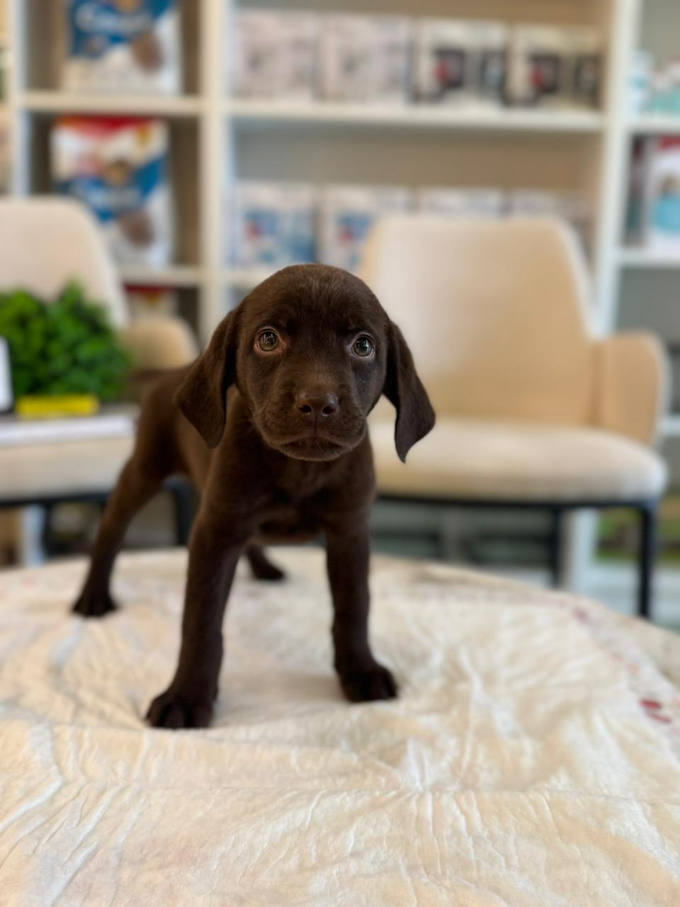 Labrador Puppy