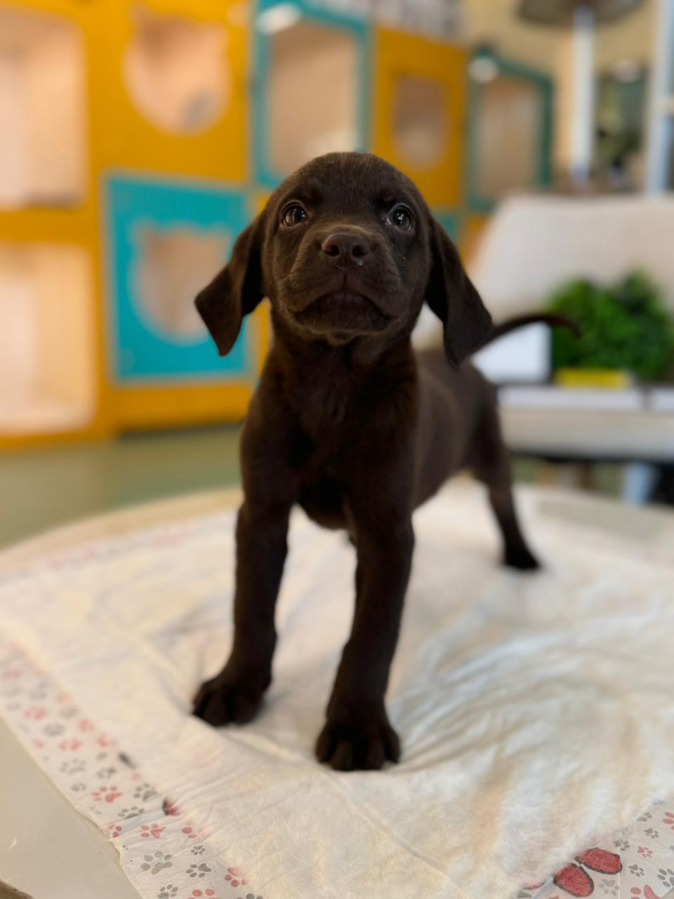 Labrador Puppy