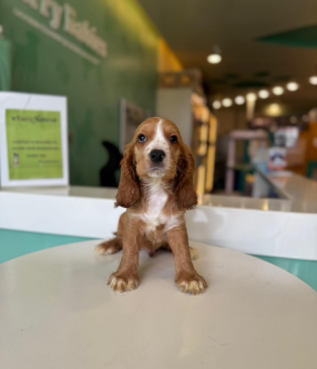 Cocker Spaniel puppy