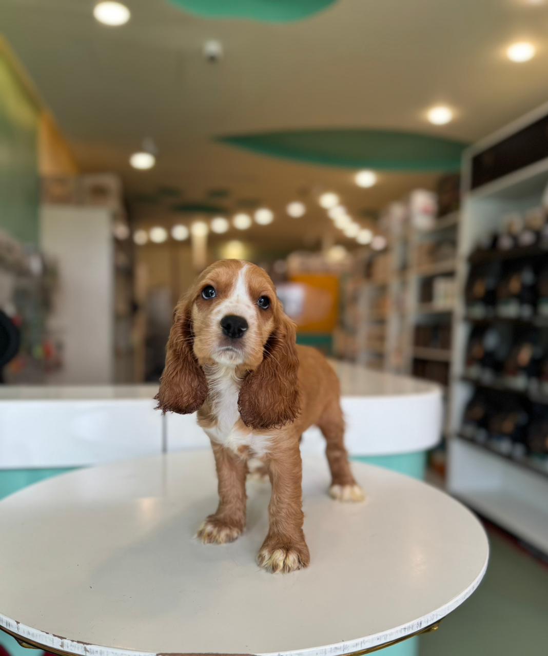 Cocker Spaniel puppy
