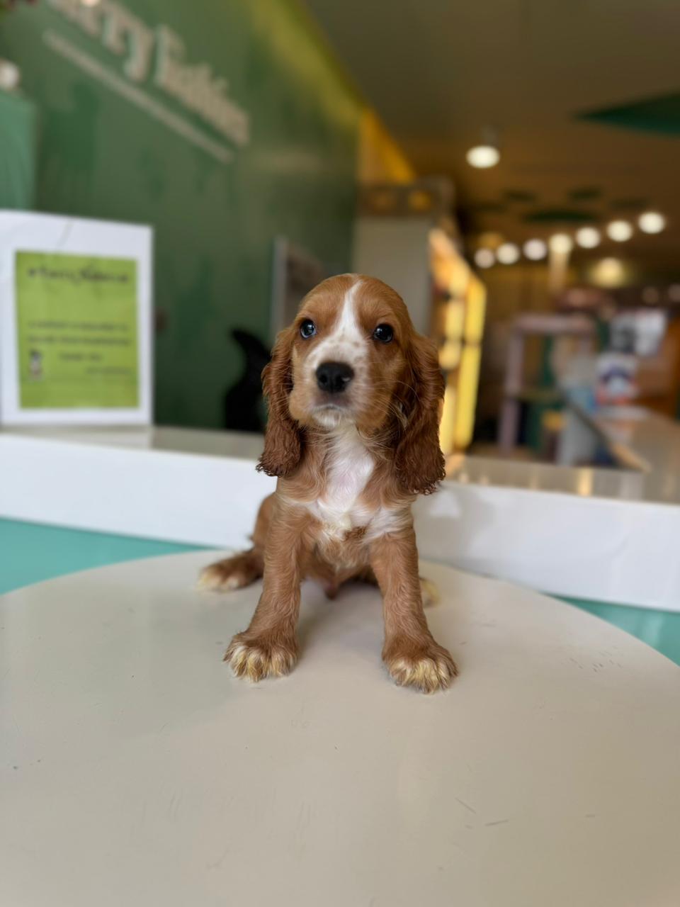 Cocker Spaniel puppy
