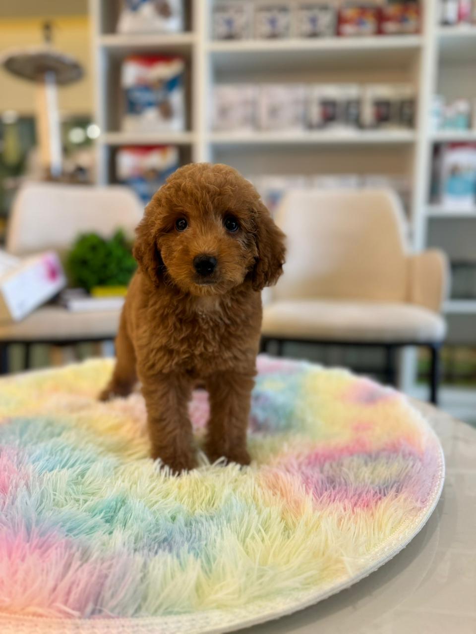 Golden Doodle Puppies