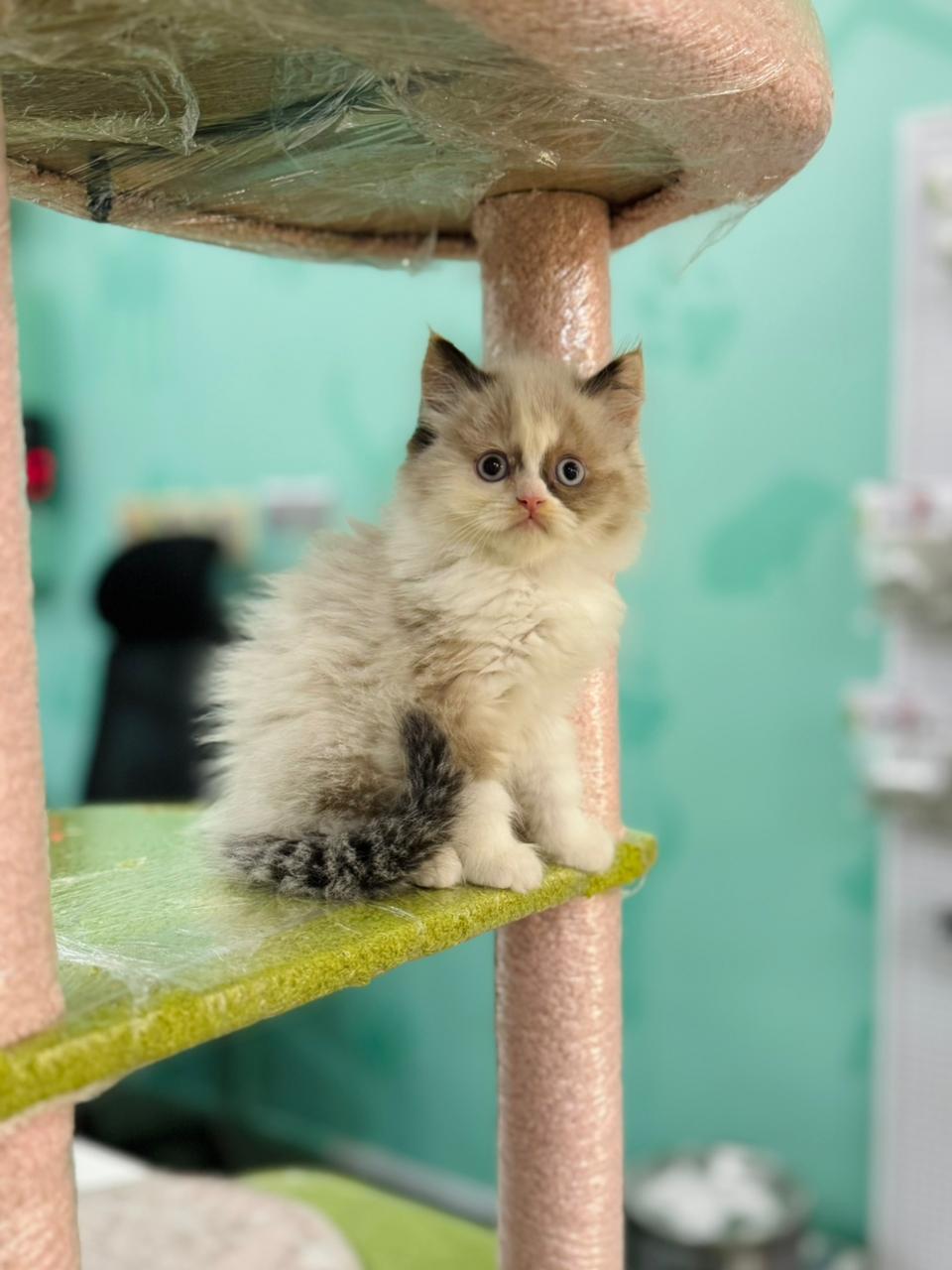 Ragdoll Female