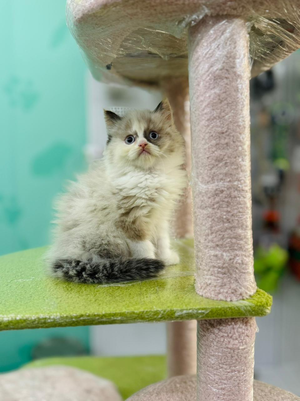 Ragdoll Female