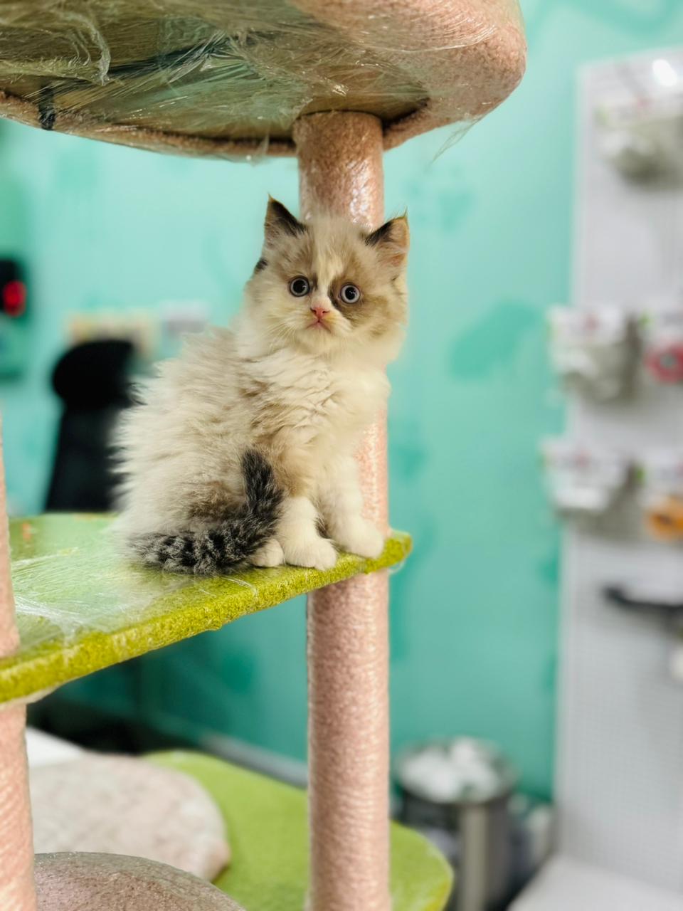 Ragdoll Female