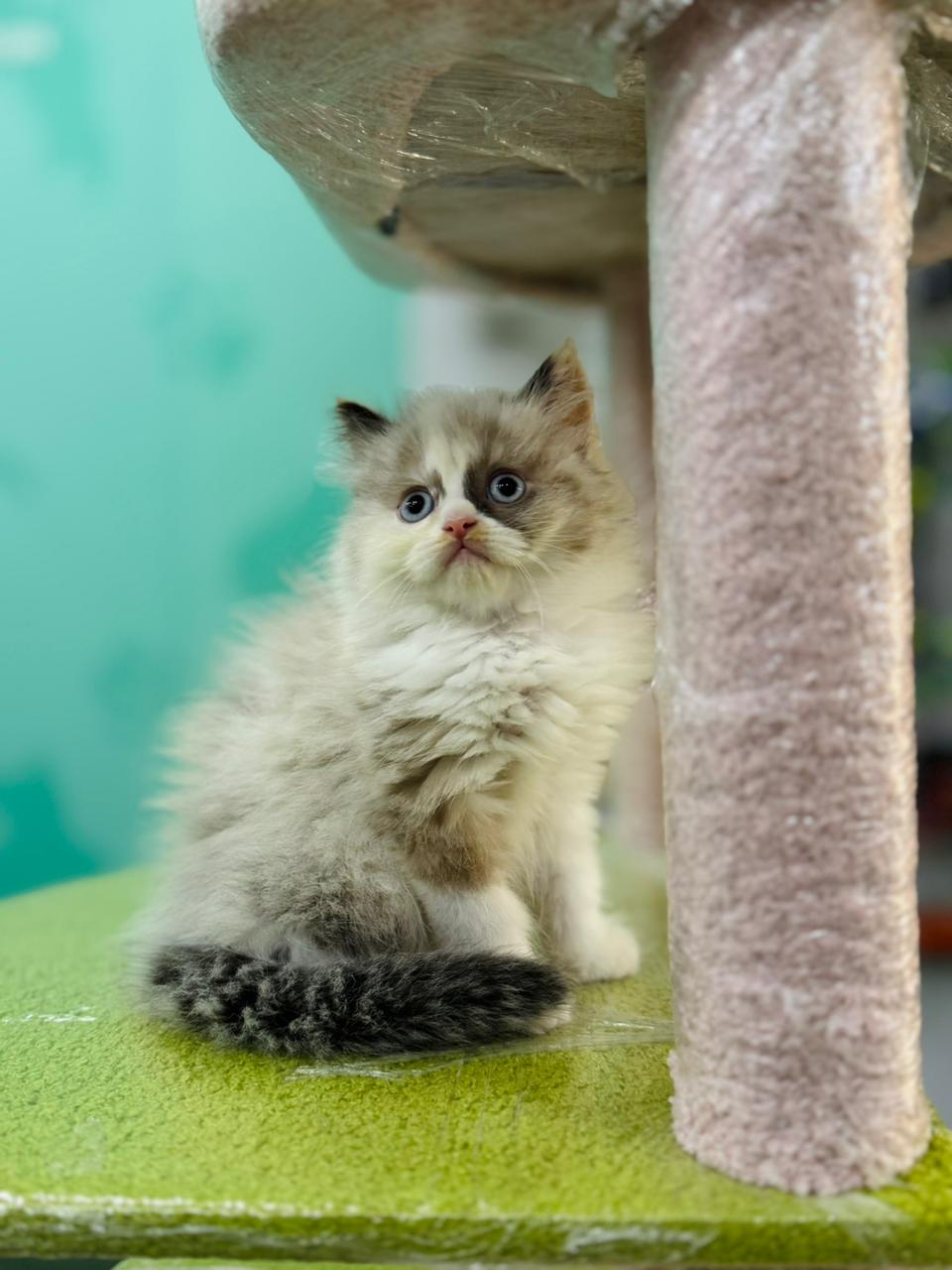 Ragdoll Female