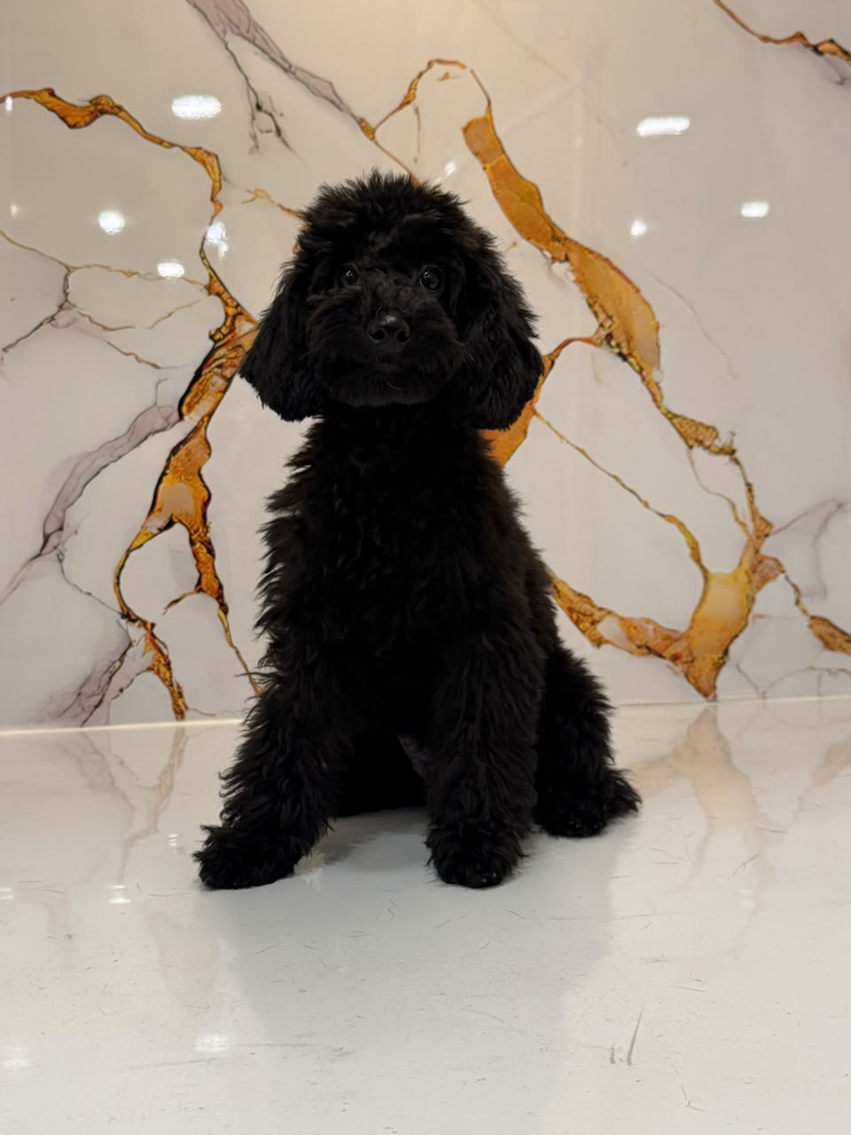 POODLE