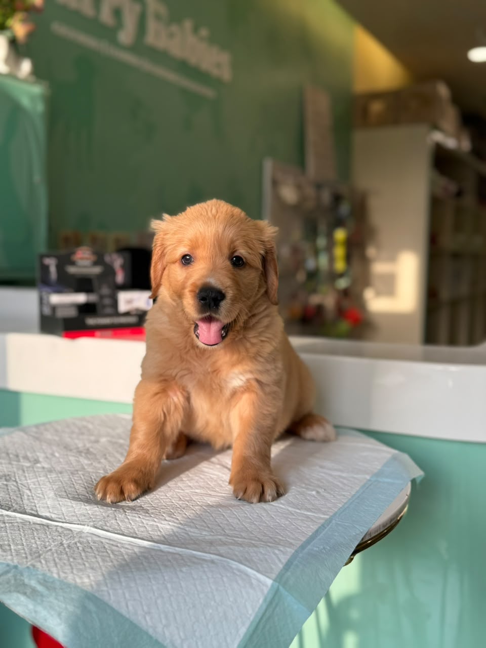 Golden Retriever