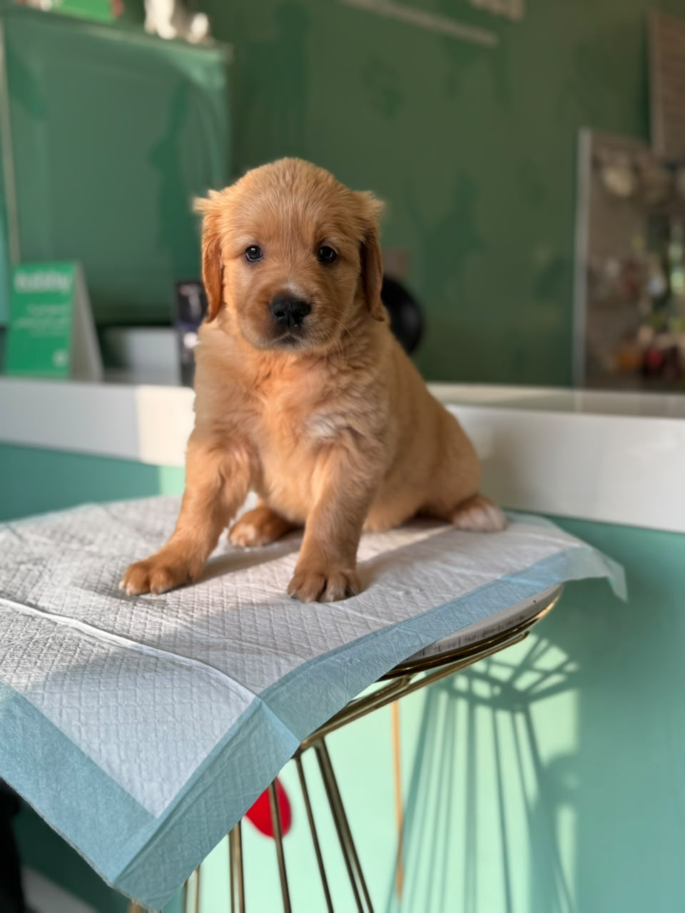 Golden Retriever