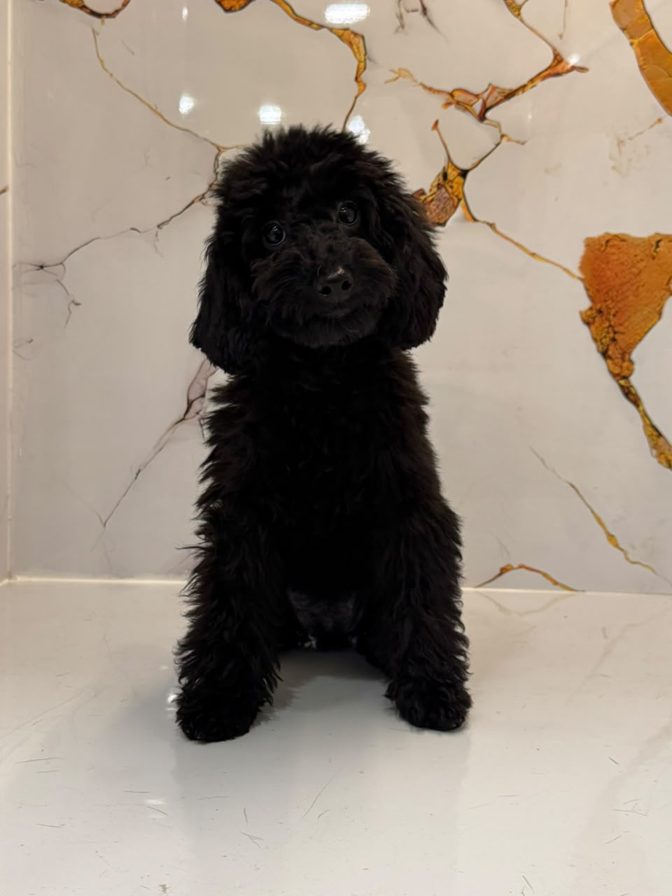 POODLE