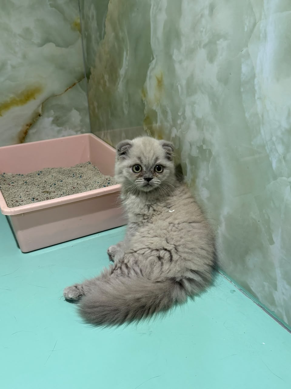 SCOTTISH FOLD