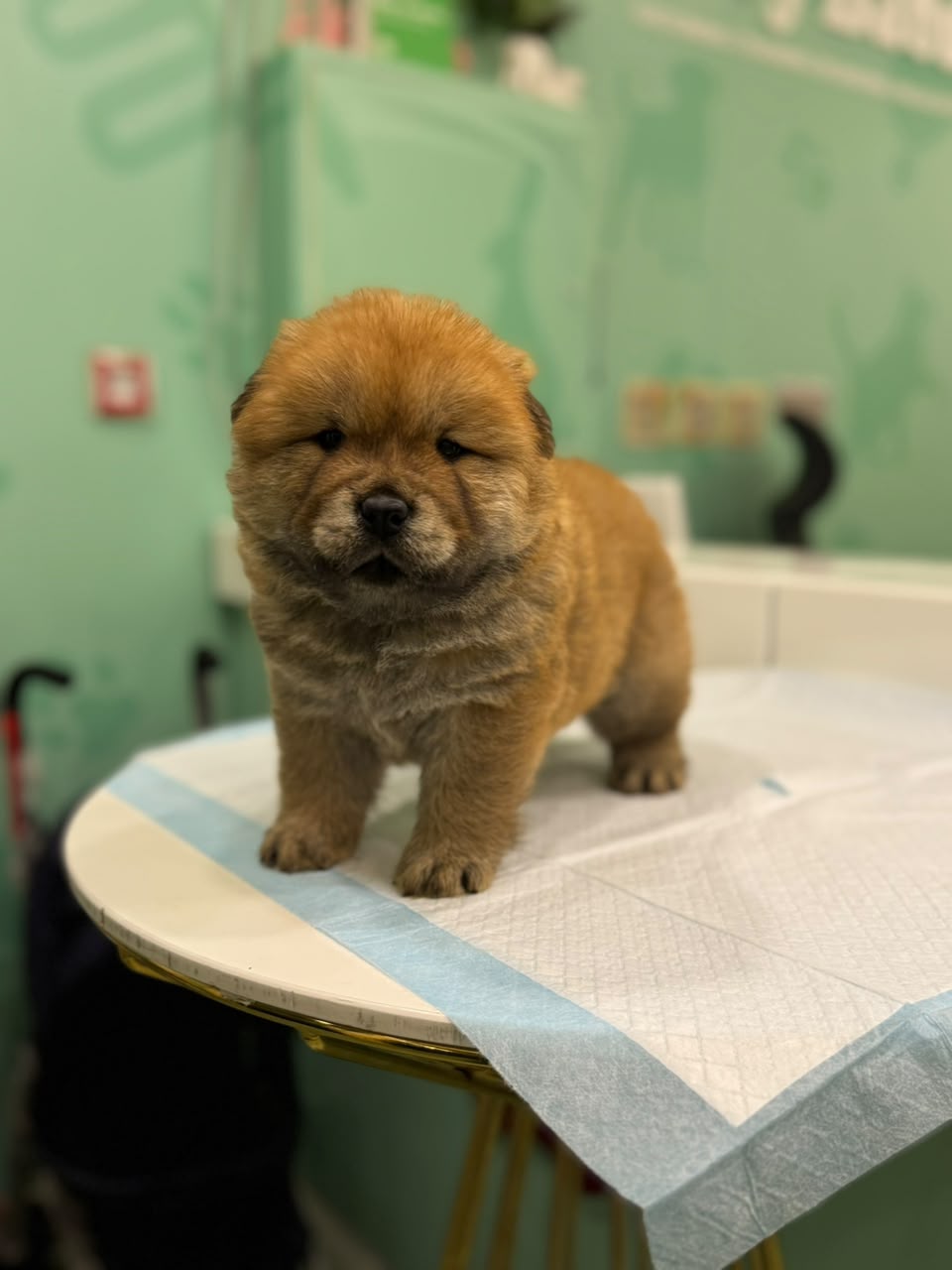 CHOWCHOW