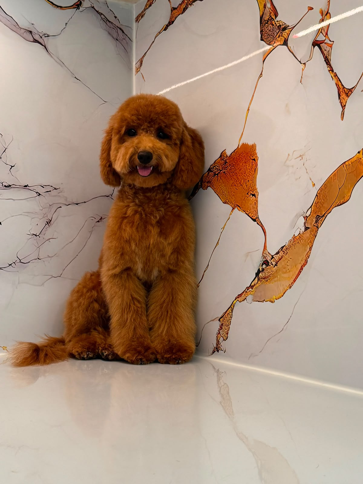POODLE