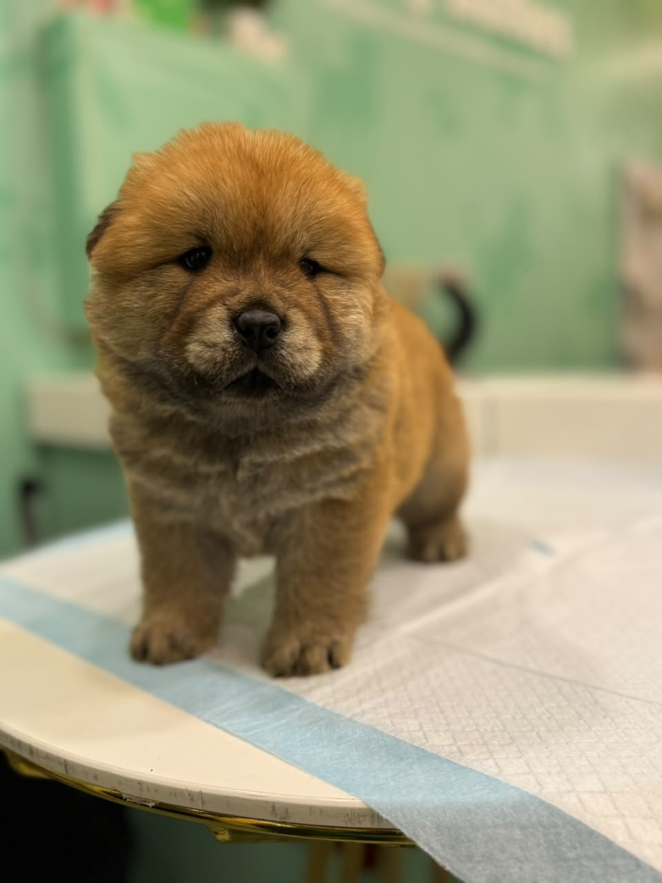 CHOWCHOW