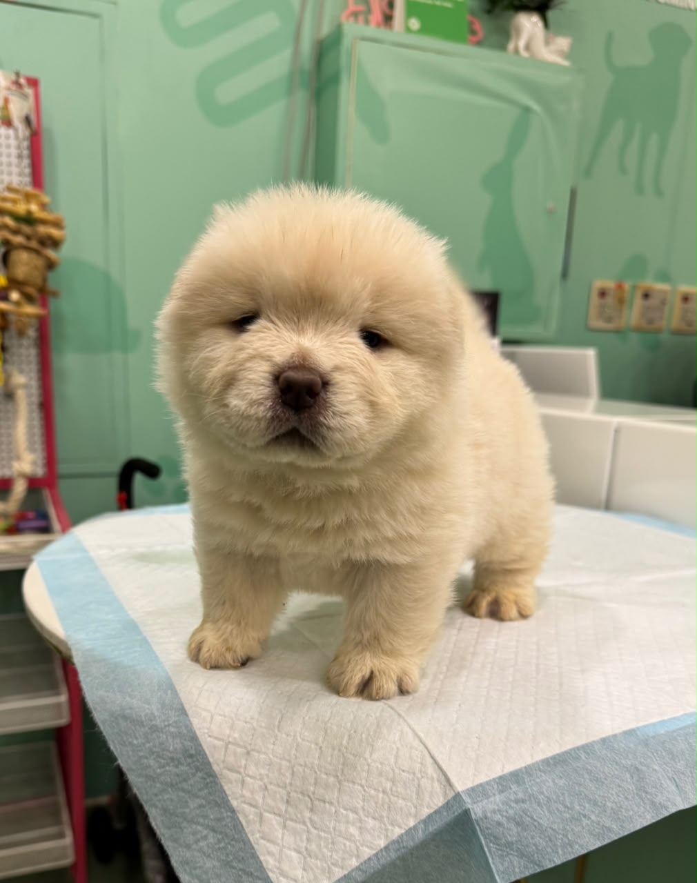 CHOWCHOW