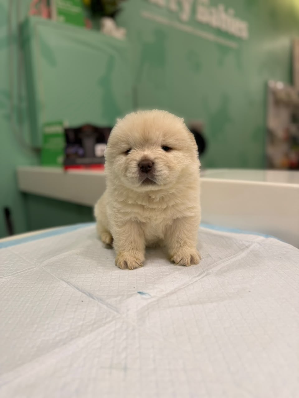CHOWCHOW