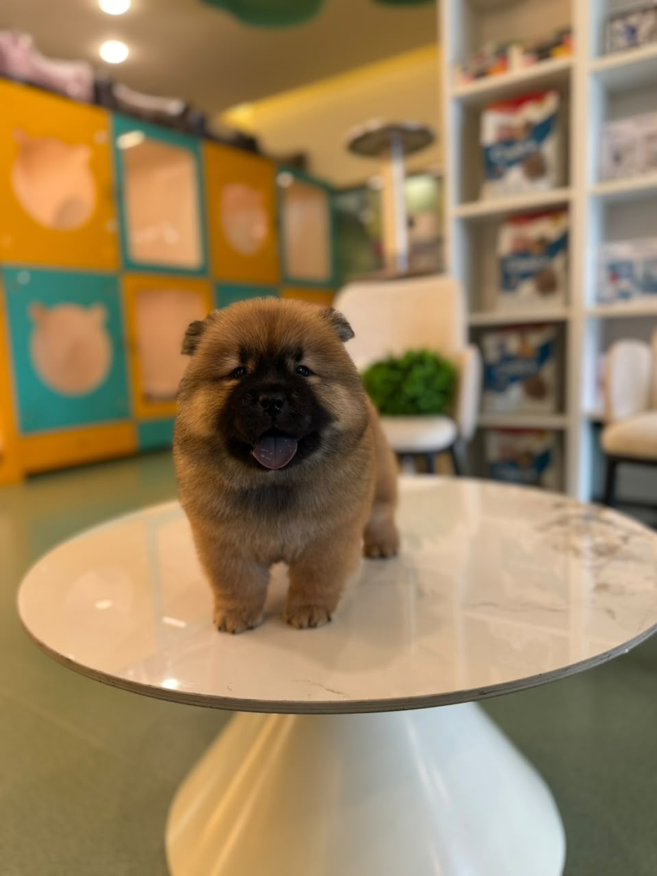 CHOWCHOW