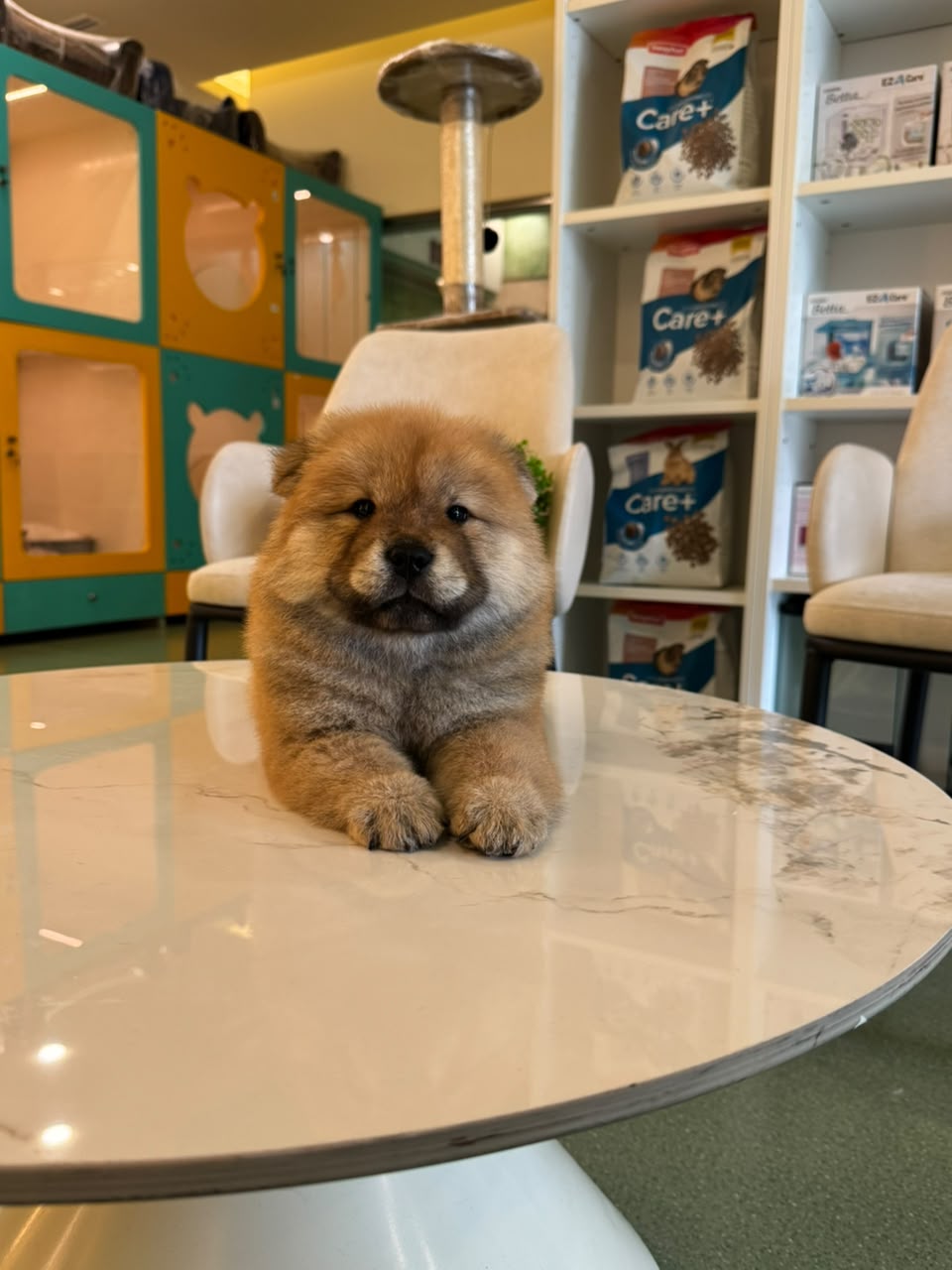 CHOWCHOW
