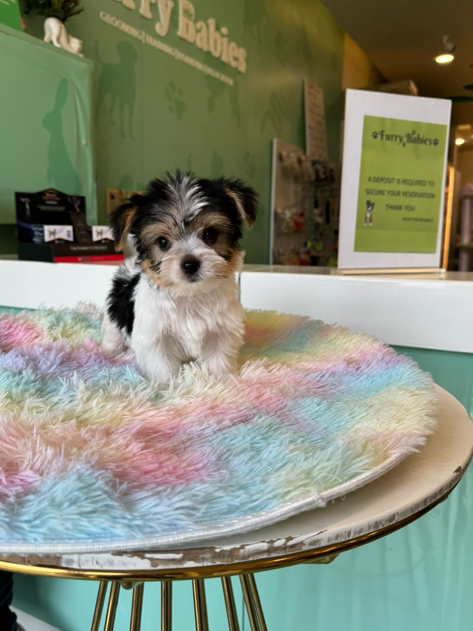Biewer Yorkshire Terrier