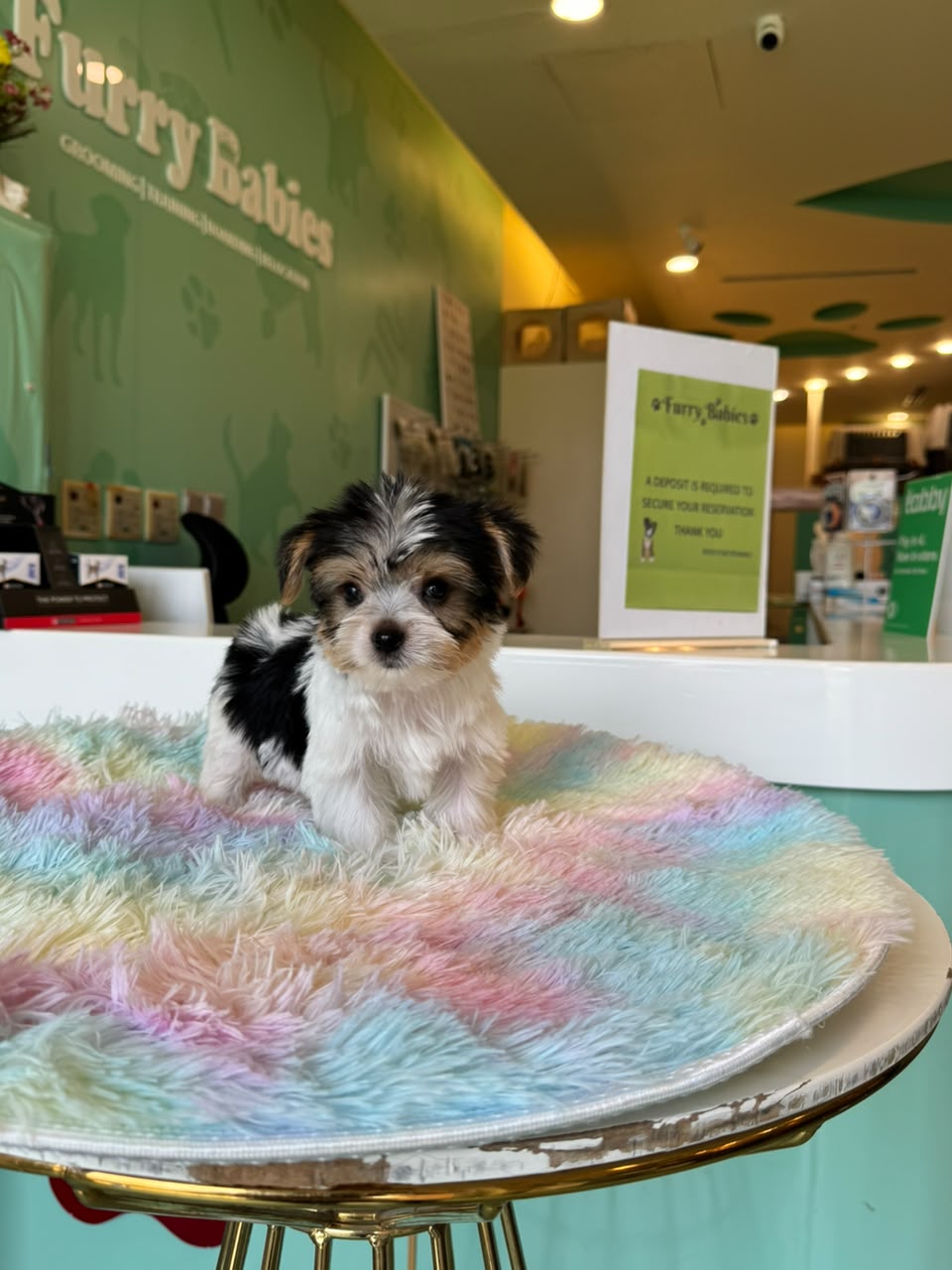 Biewer Yorkshire Terrier