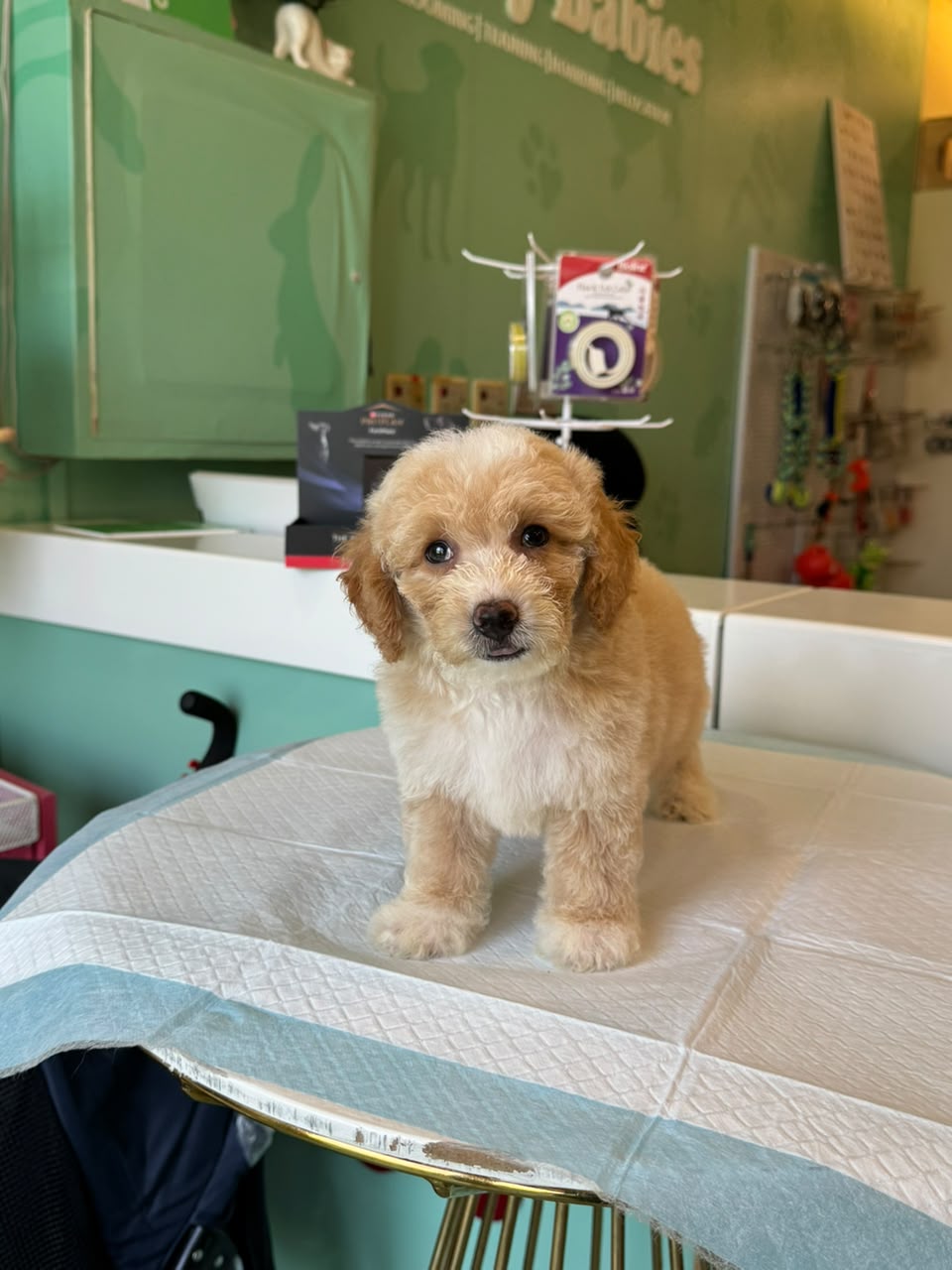 TOY MALTIPOO