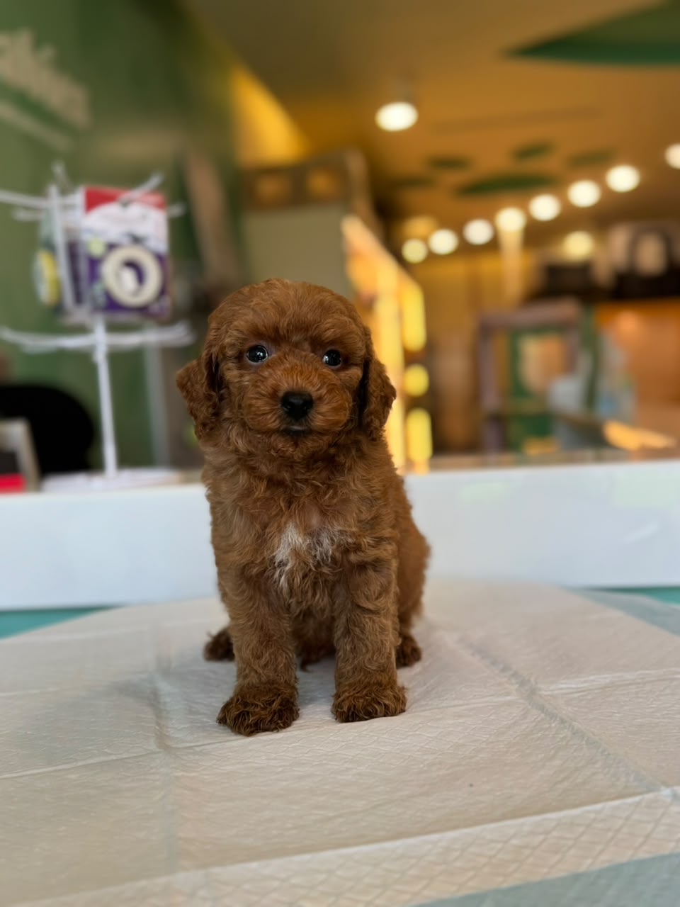 TOY MALTIPOO