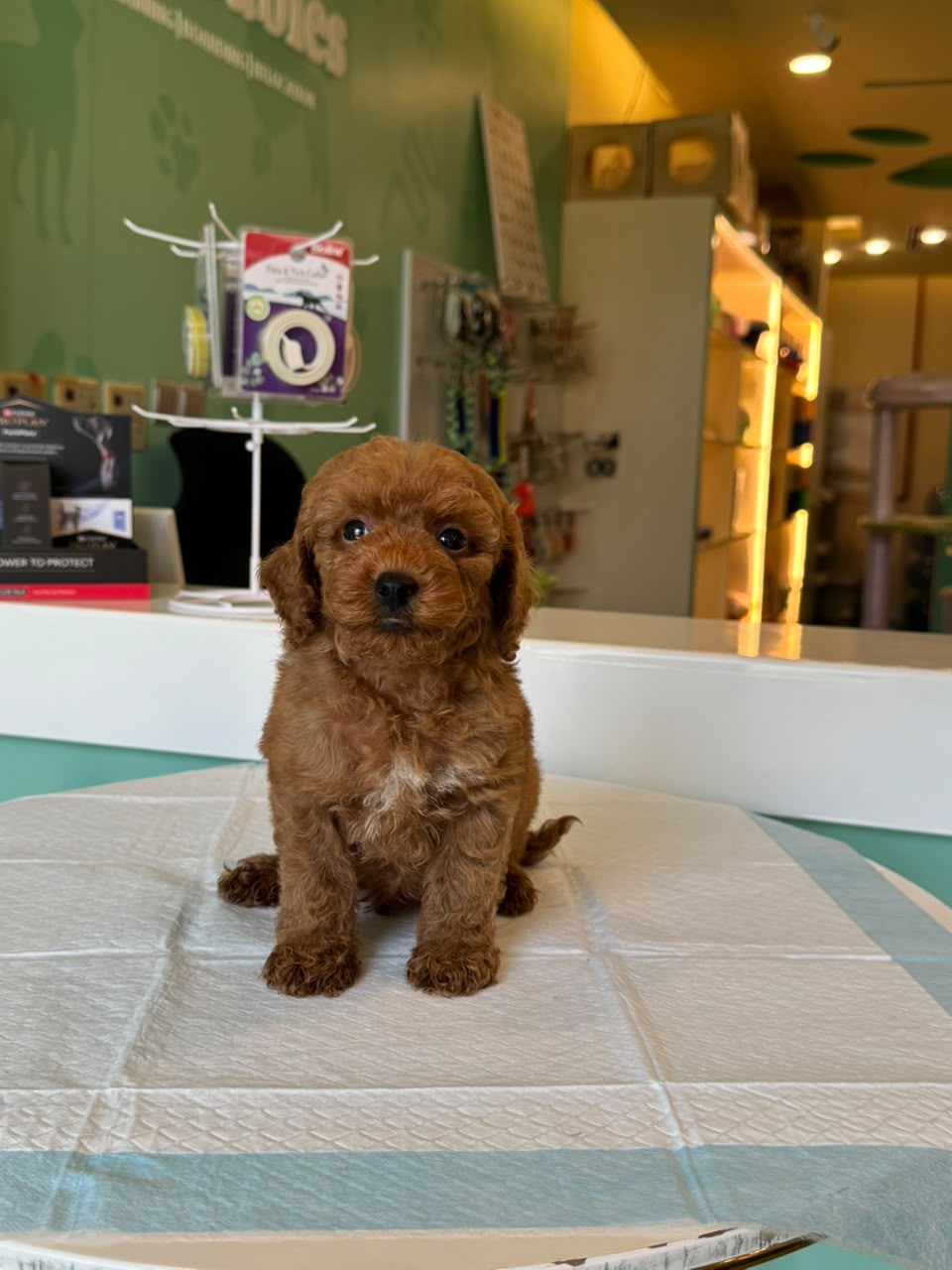 TOY MALTIPOO