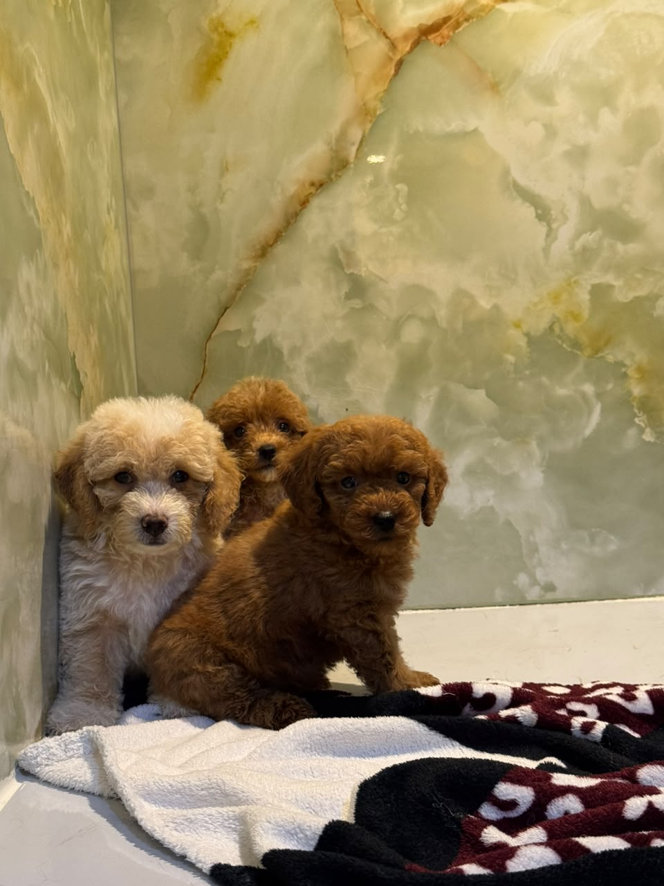 TOY MALTIPOO