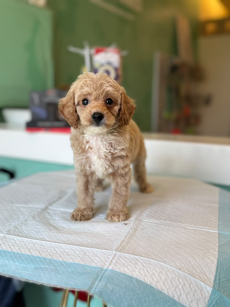 TOY MALTIPOO