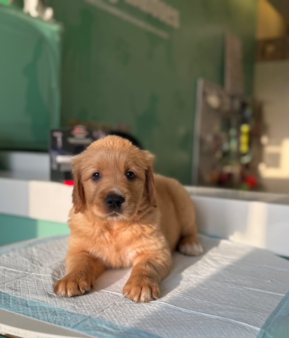 Golden Retriever