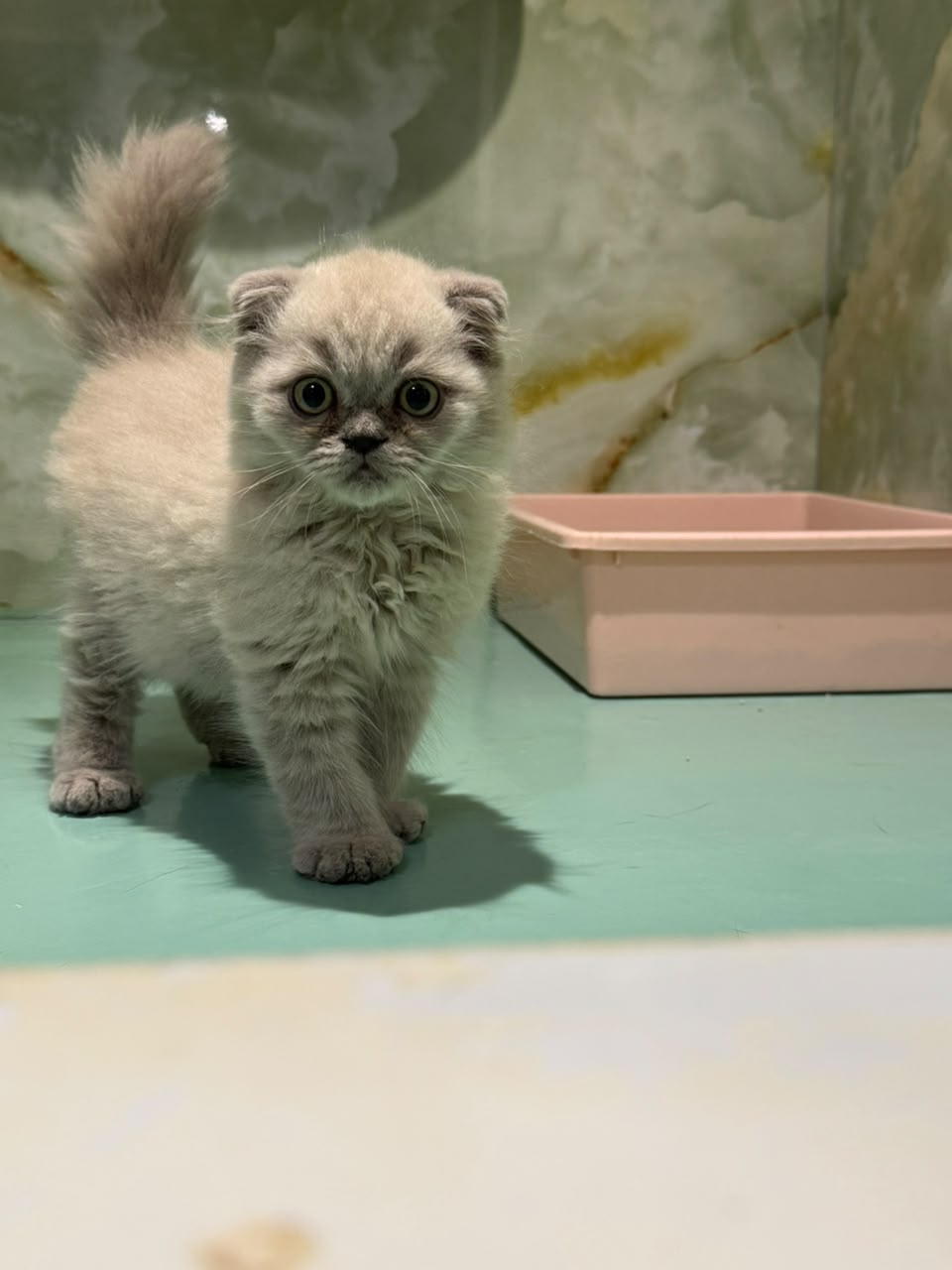 SCOTTISH FOLD