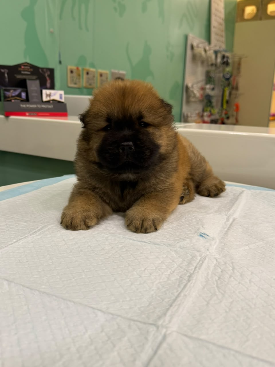 CHOWCHOW