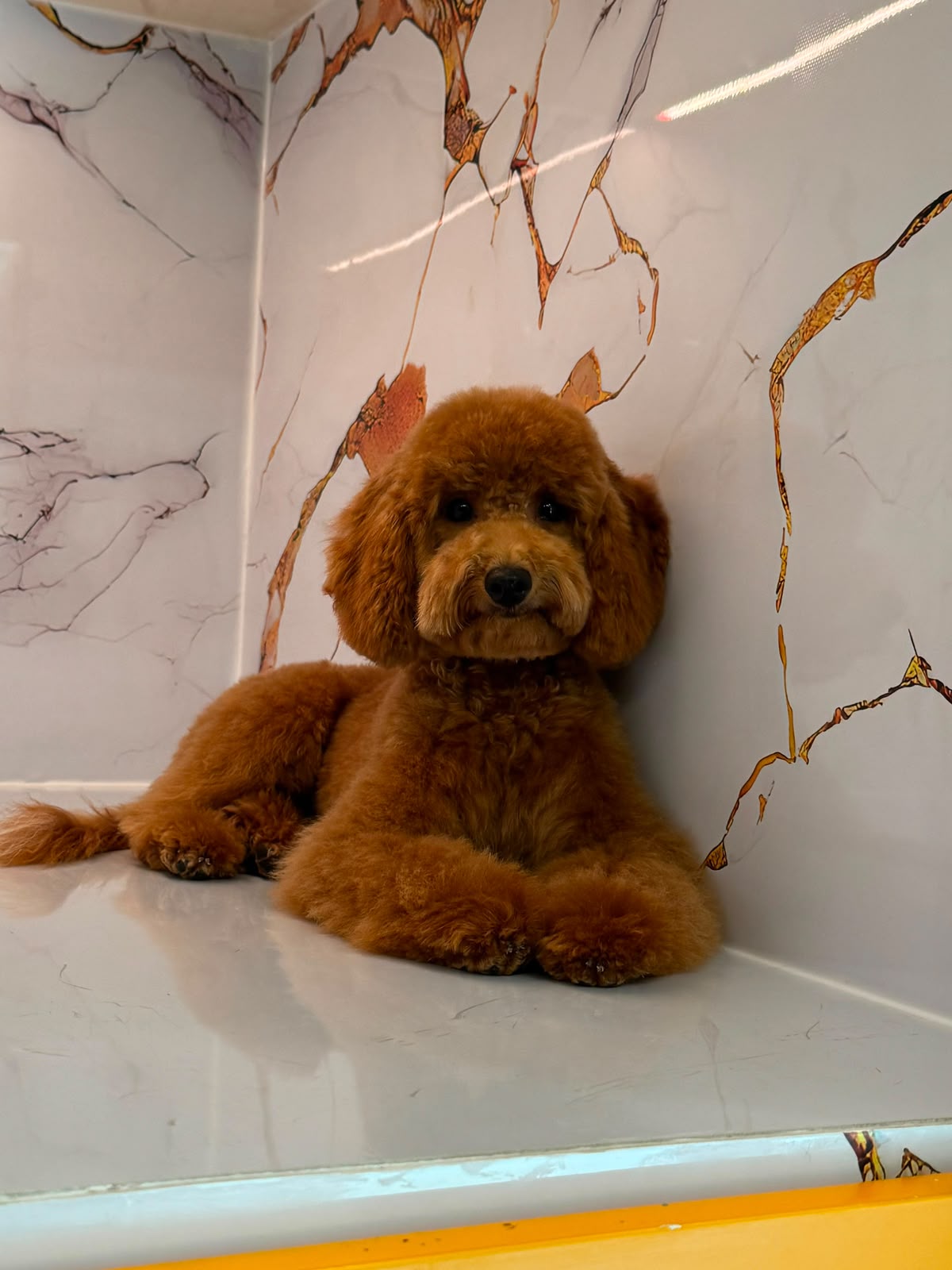 POODLE