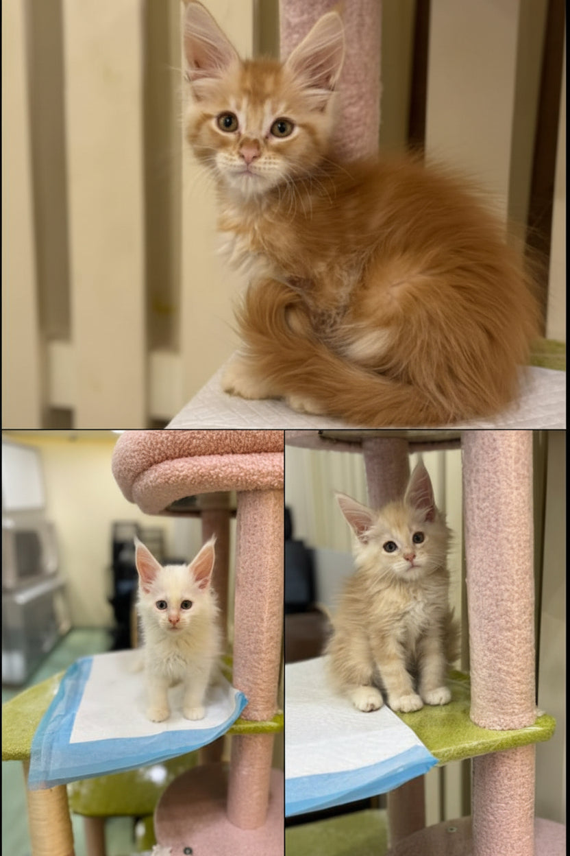 Maine Coon Kittens