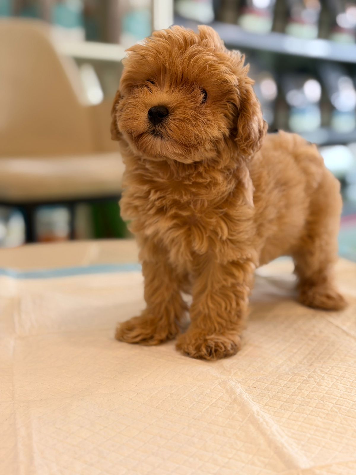 Maltipoo Puppies