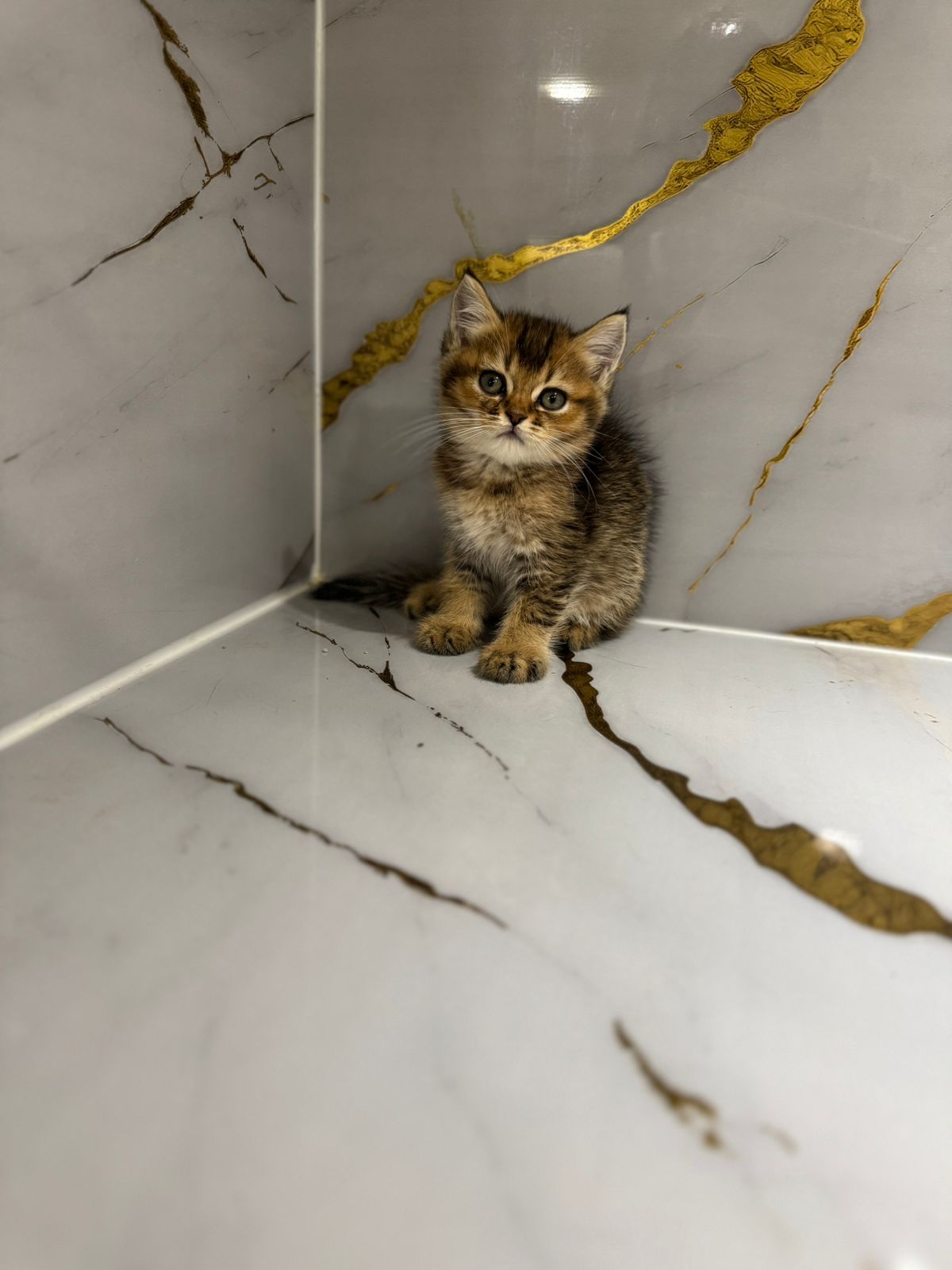 British Short Hair Golden Chinchilla
