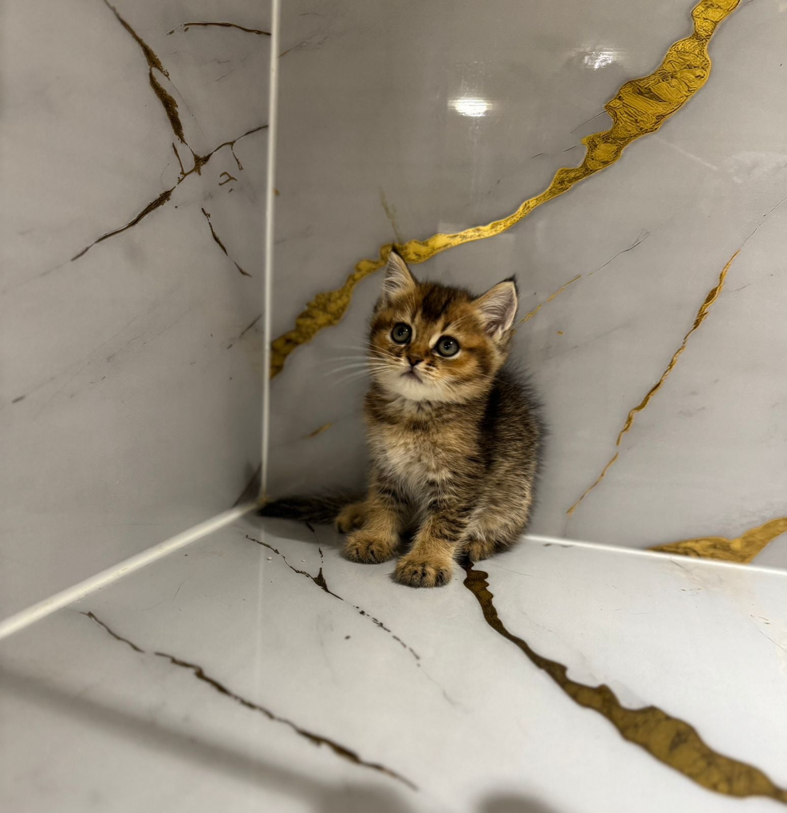 British Short Hair Golden Chinchilla