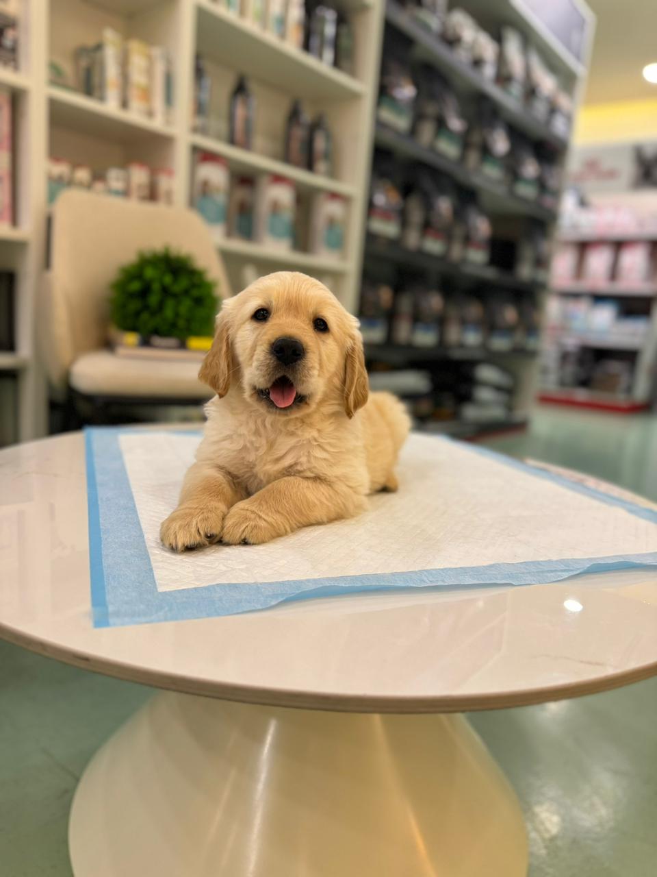 Golden Retriever Puppies