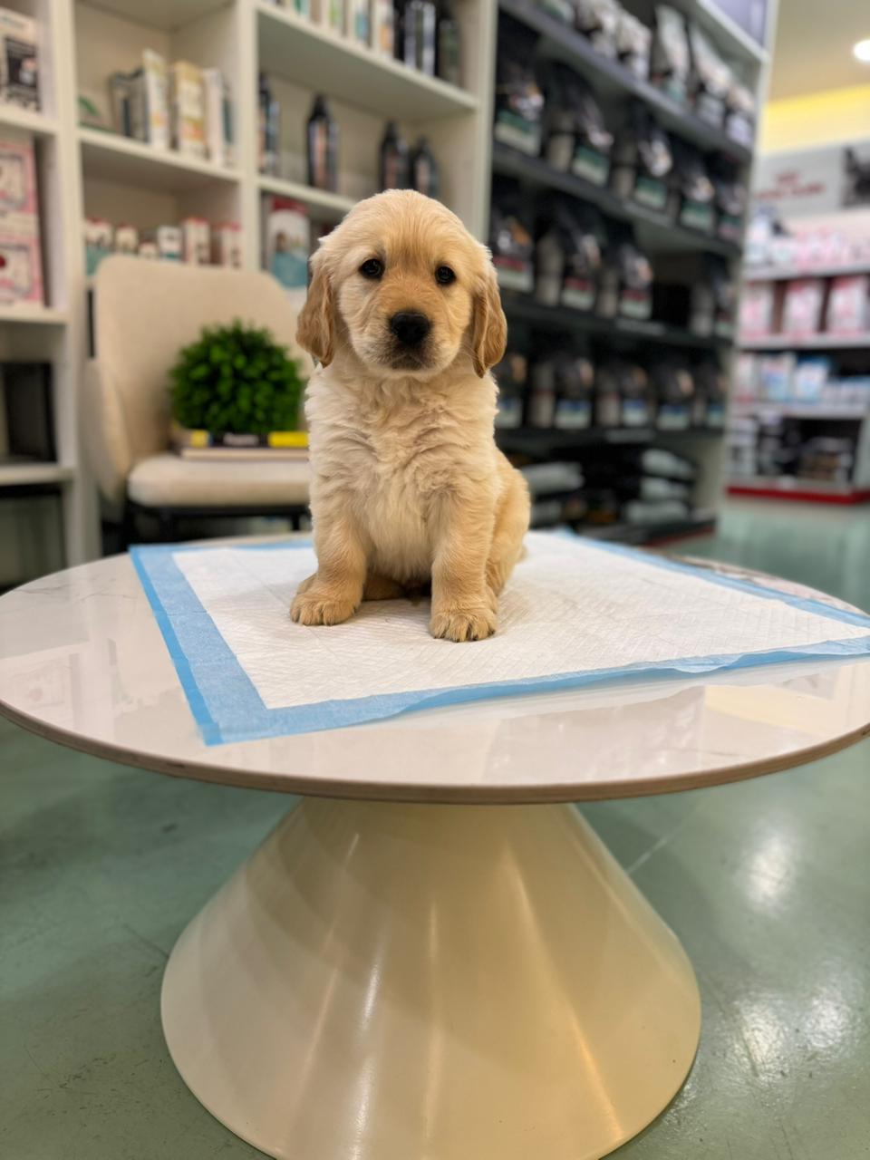 Golden Retriever Puppies