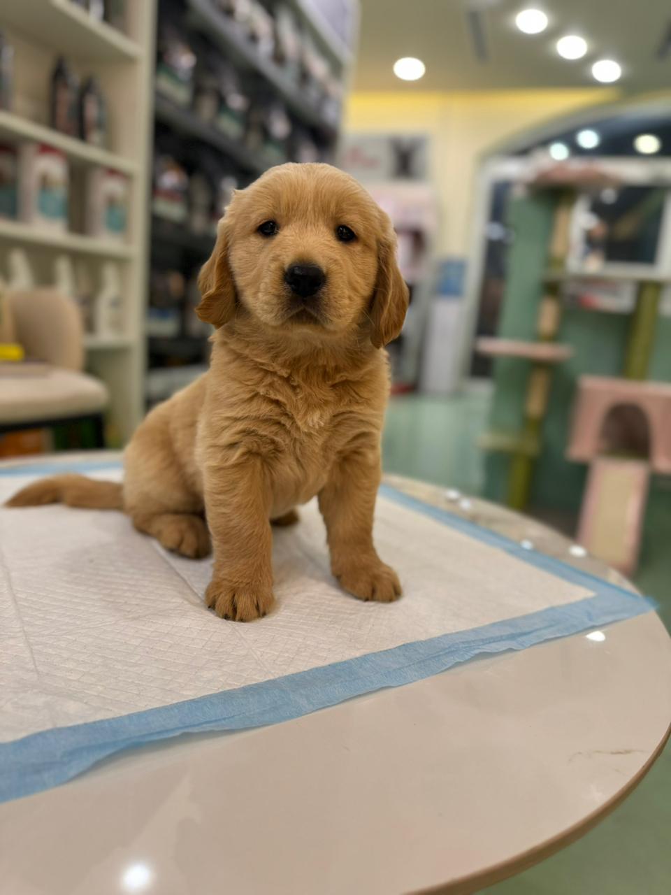 Golden Retriever Puppies