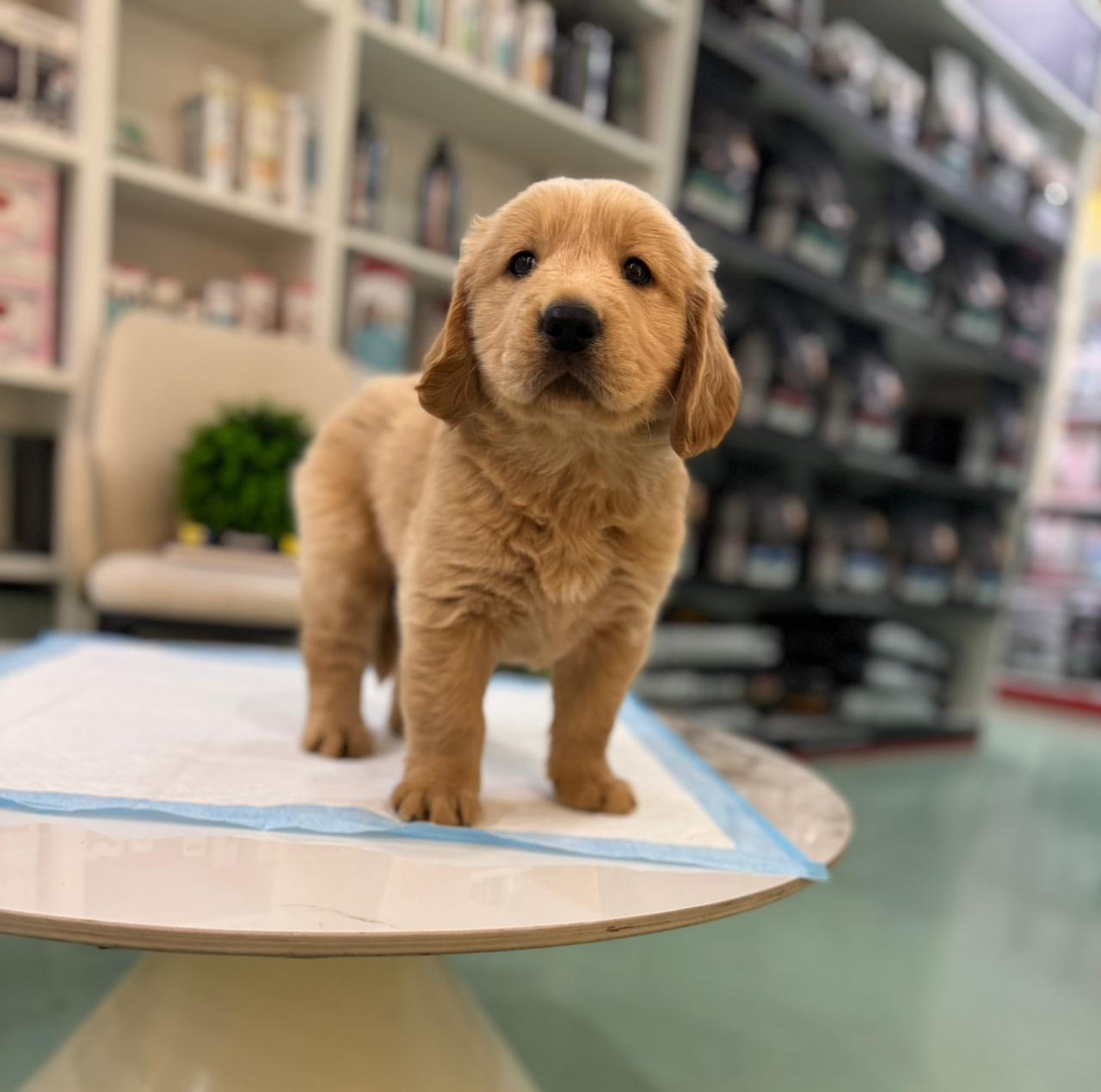 Golden Retriever Puppies