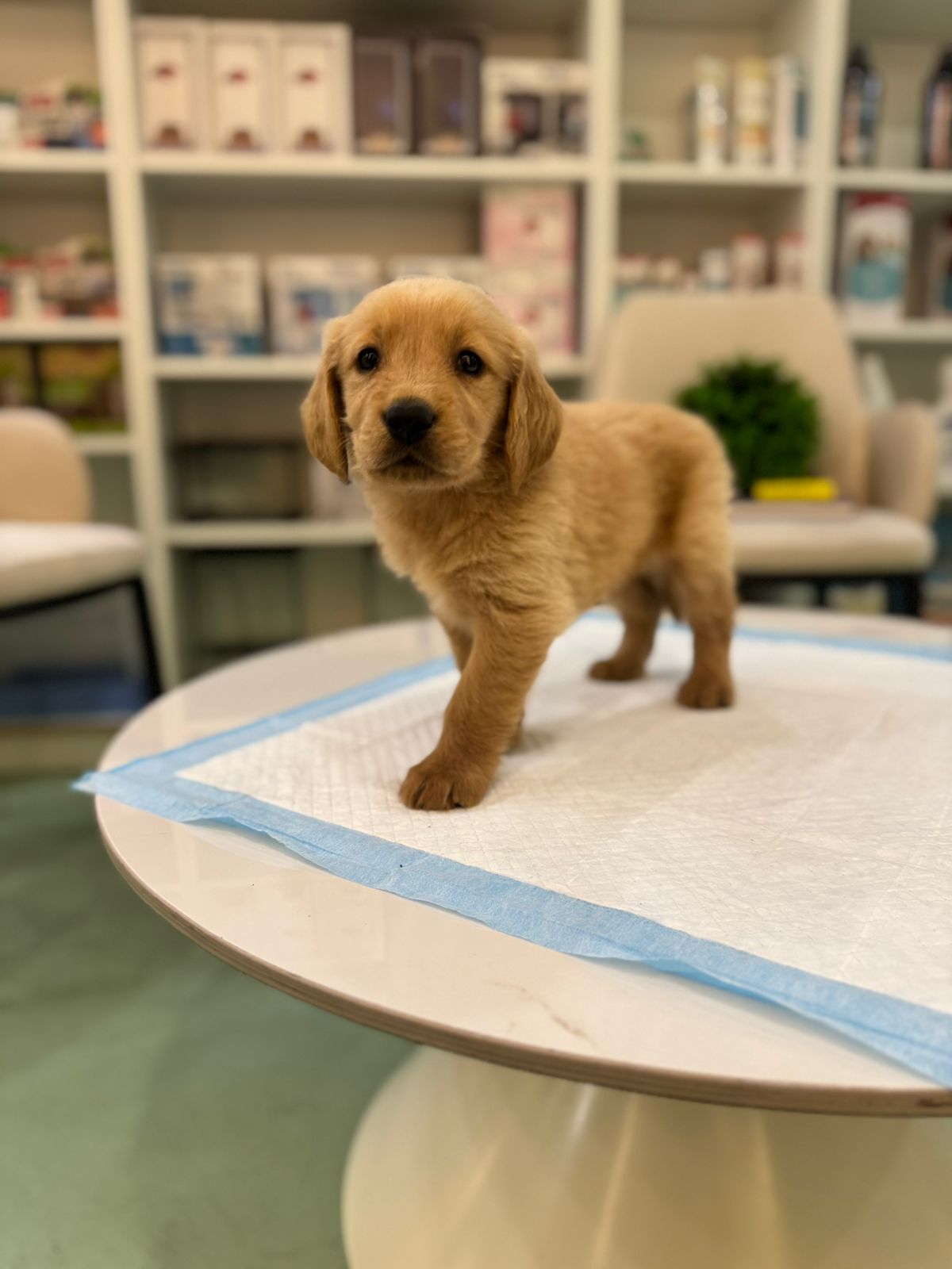 Golden Retriever Puppies