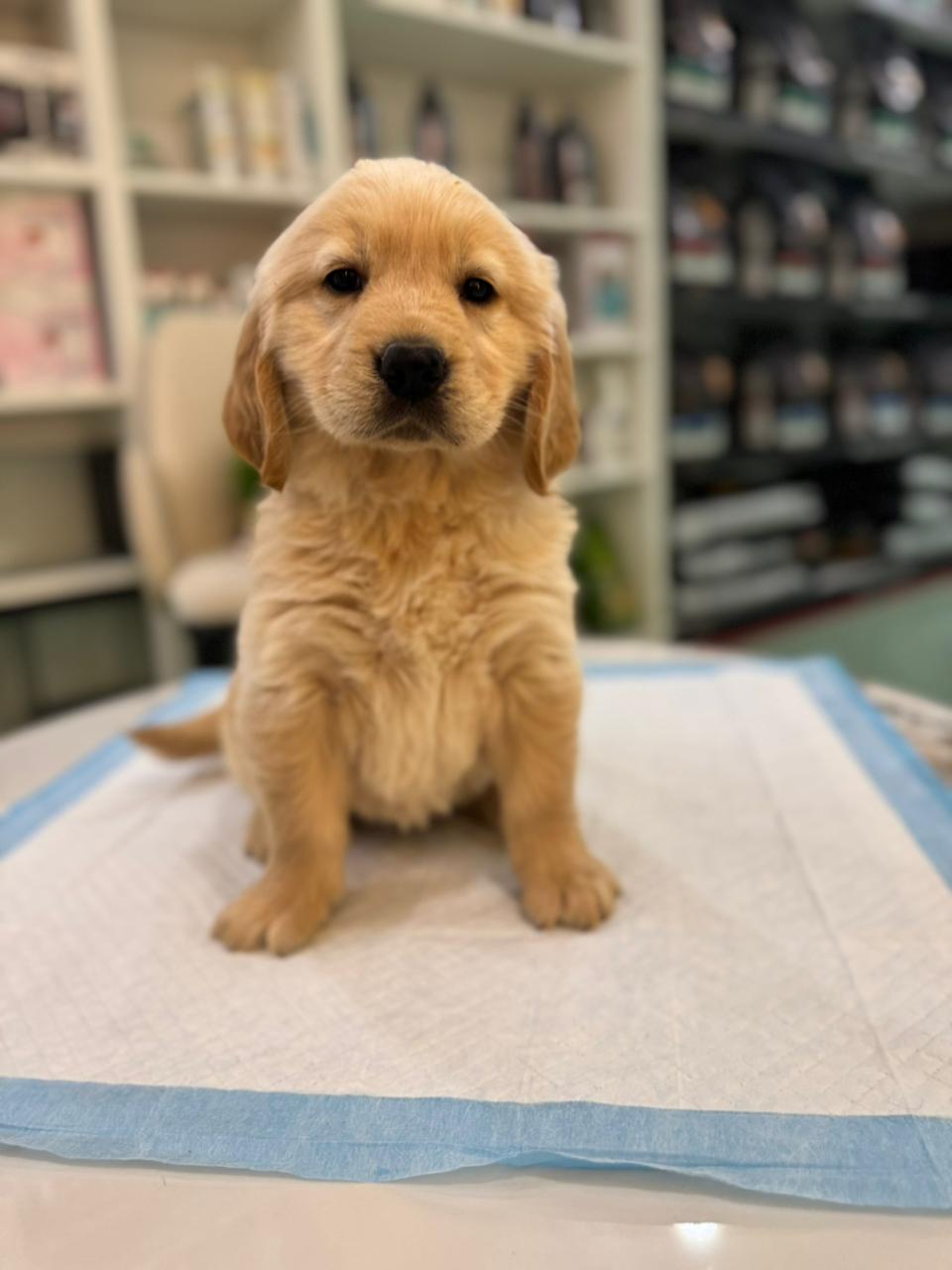 Golden Retriever Puppies