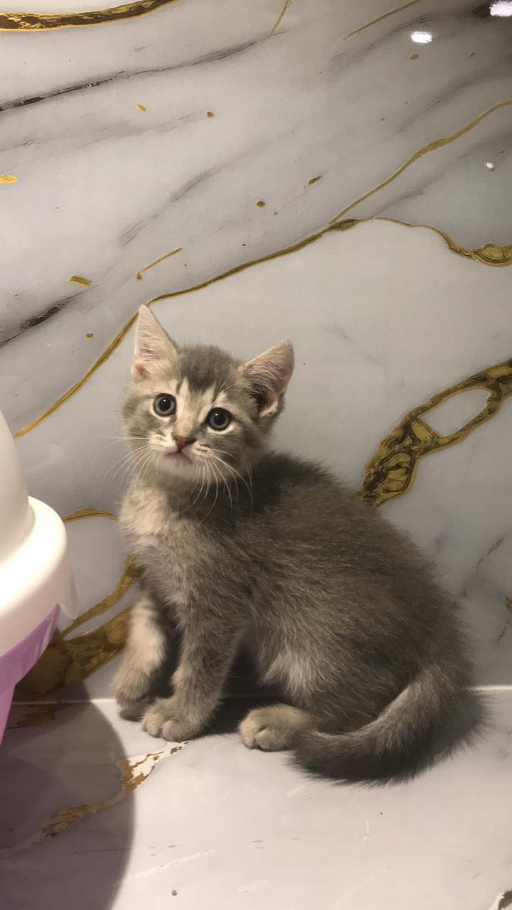 British Short Hair Kittens