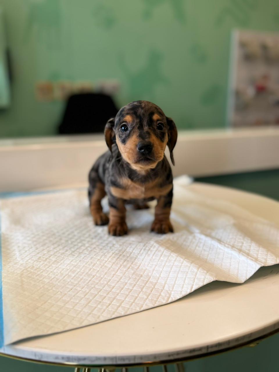 Merle Dachshund Puppies