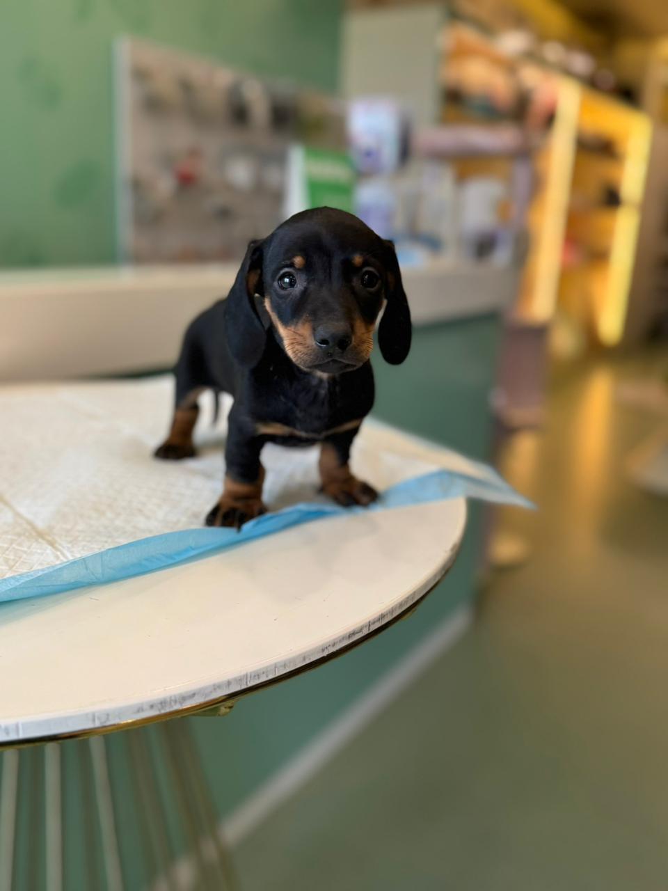 Merle Dachshund Puppies