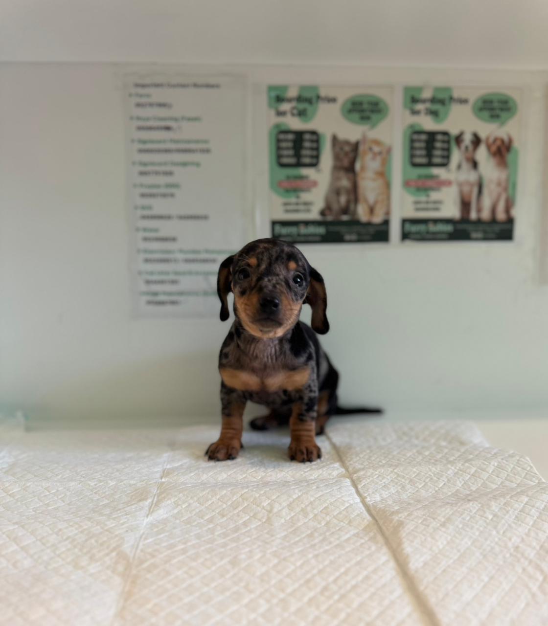Merle Dachshund Puppies