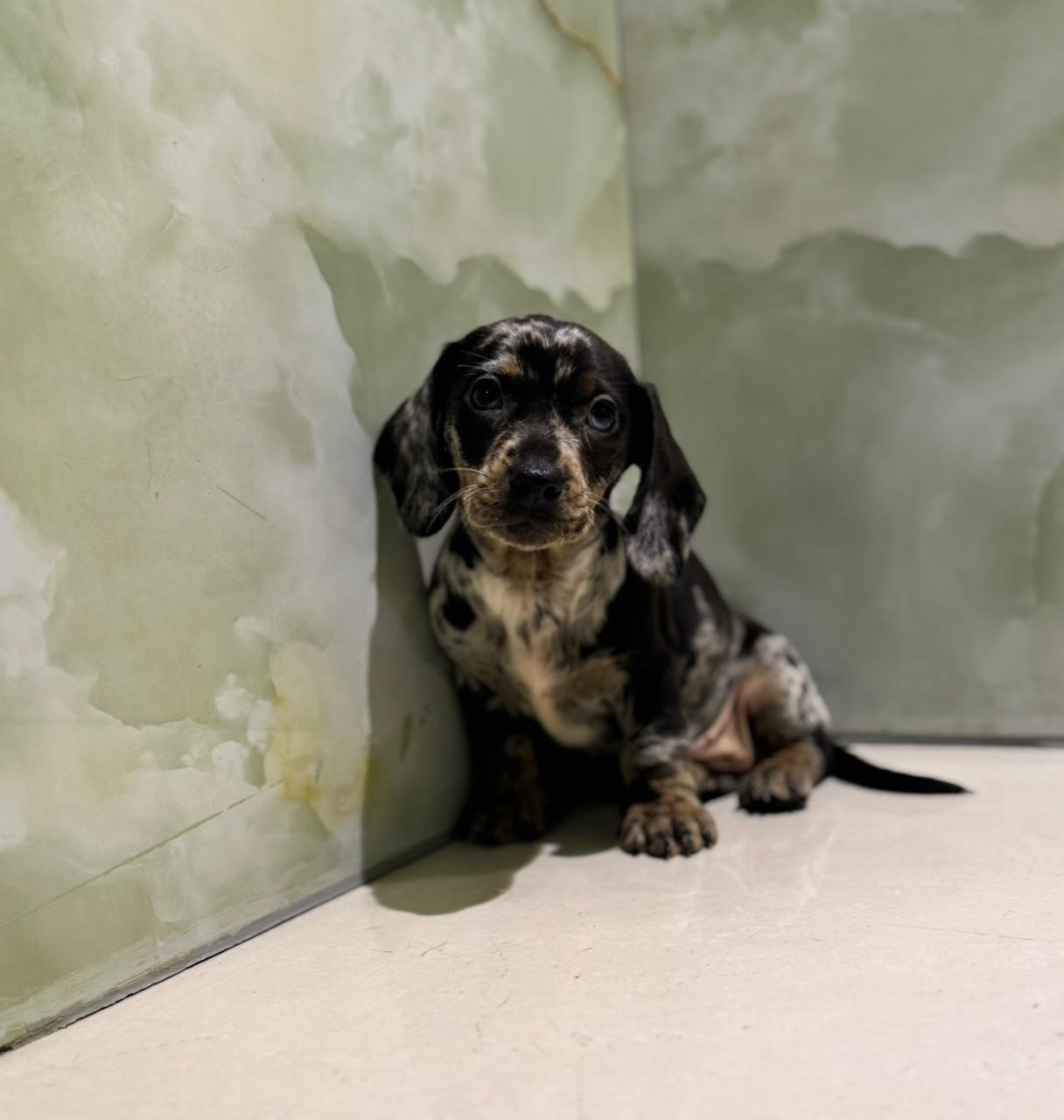 Merle Dachshund Puppies