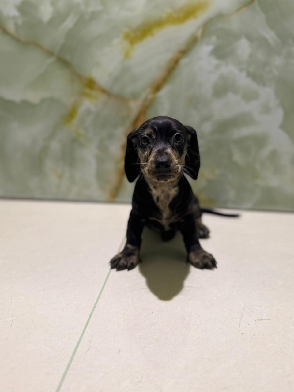 Merle Dachshund Puppies