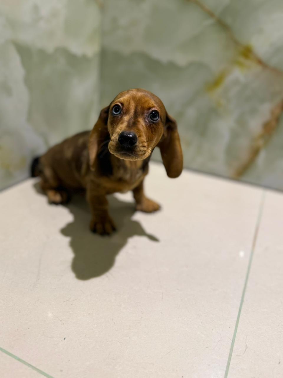 Merle Dachshund Puppies